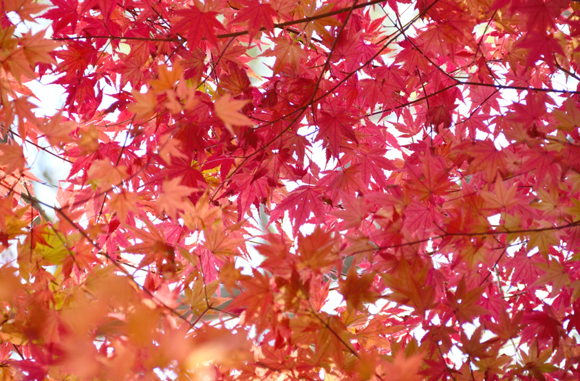 キレイな紅葉写真が撮れる 日本の絶景16 Pinto スタジオアリス