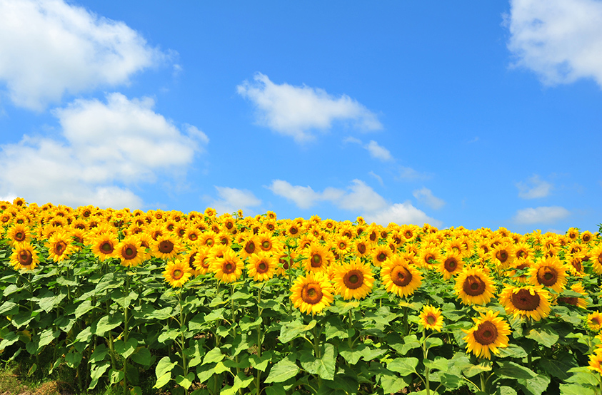 一度は行って見たい 夏にしか出会えない日本の絶景 Pinto スタジオアリス