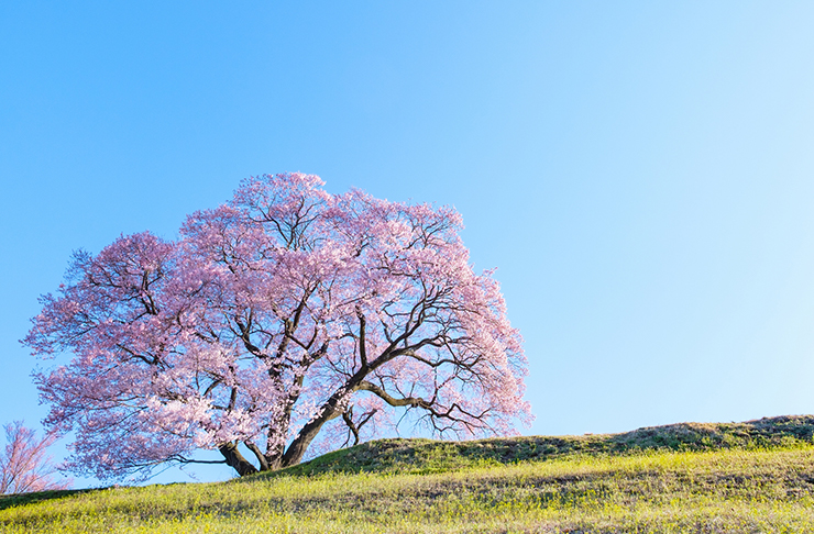 もうすぐ桜前線到来 スマホで 桜 をキレイに撮るコツ Pinto スタジオアリス
