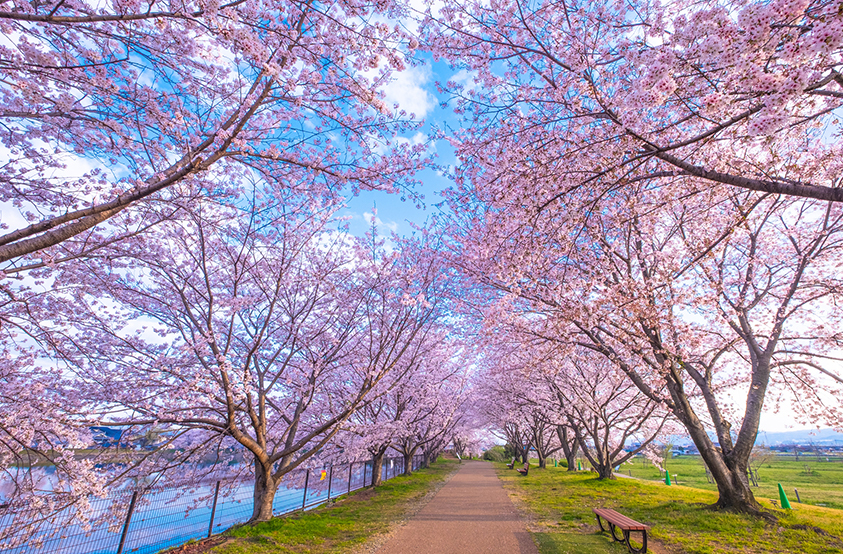 綺麗 画像 桜 桜 画像
