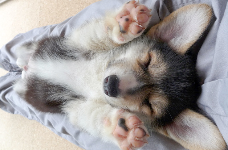 11月1日はイヌの日だワンッ キュートな インスタ犬 をフォローしよう Pinto スタジオアリス